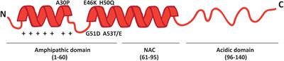 The Close Encounter Between Alpha-Synuclein and Mitochondria